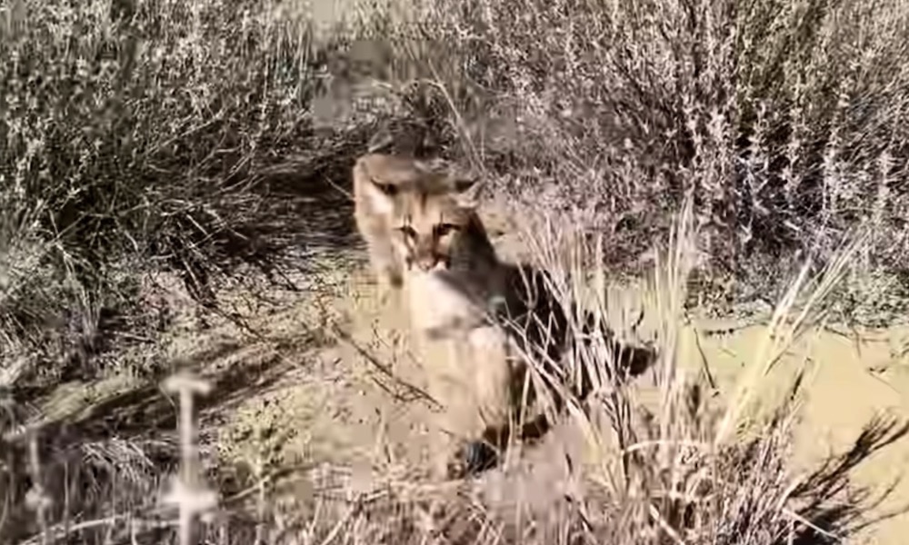 Watch: Hiker turns around, sees charging cougar, has seconds to react