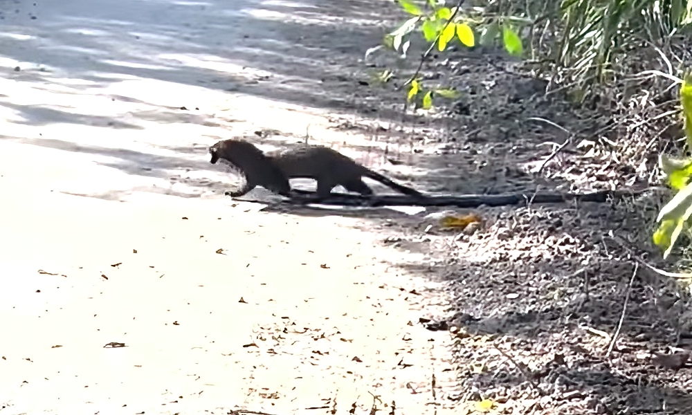Watch: Rarely seen Everglades mink captures ‘giant’ snake
