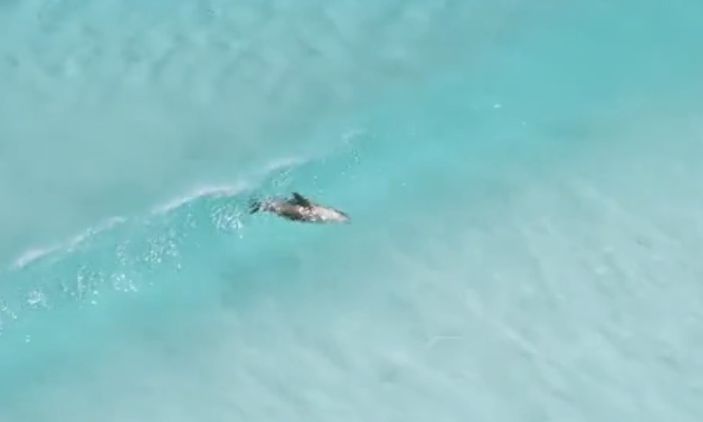 Watch: Sea lion catches a perfect wave, and it’s beautiful
