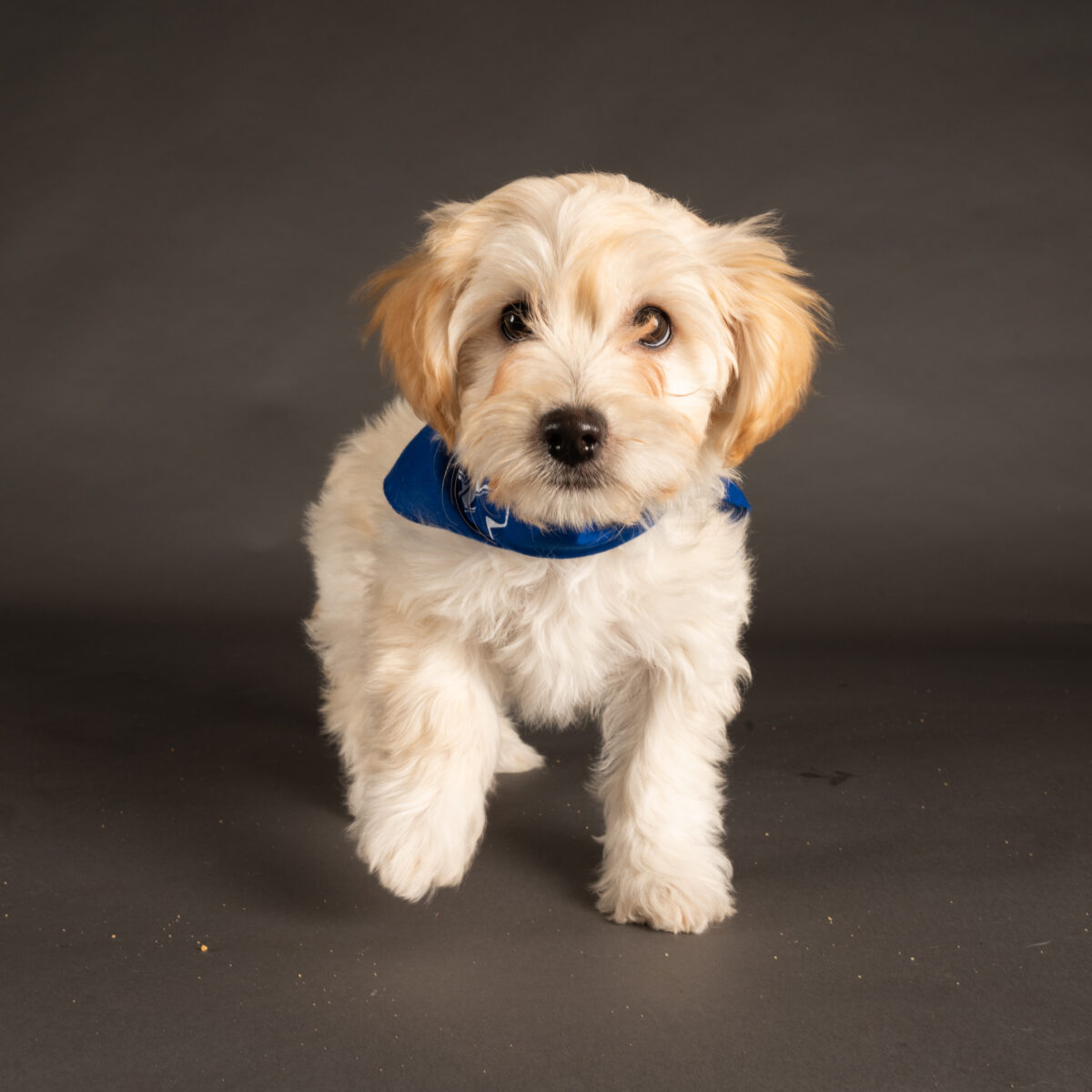 Meet the adorable puppies competing for Team Fluff in Puppy Bowl XVIII