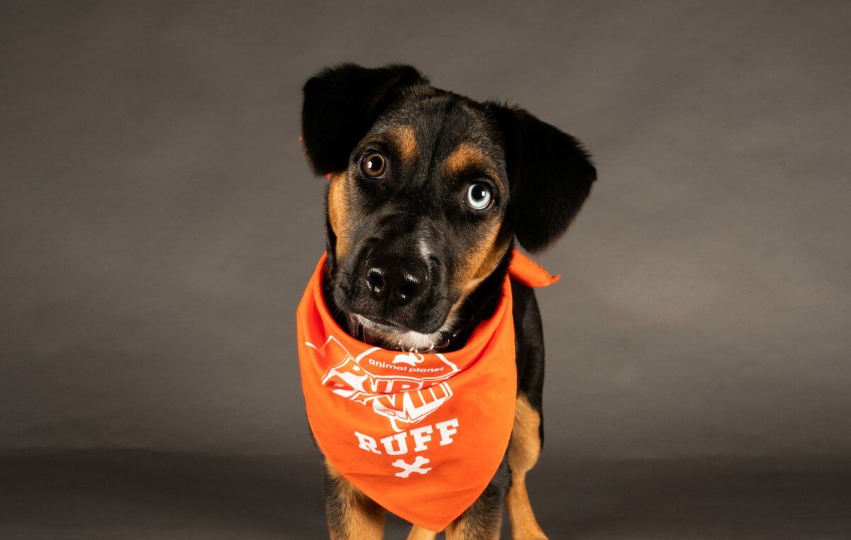 Meet the adorable puppies competing for Team Ruff in Puppy Bowl XVIII