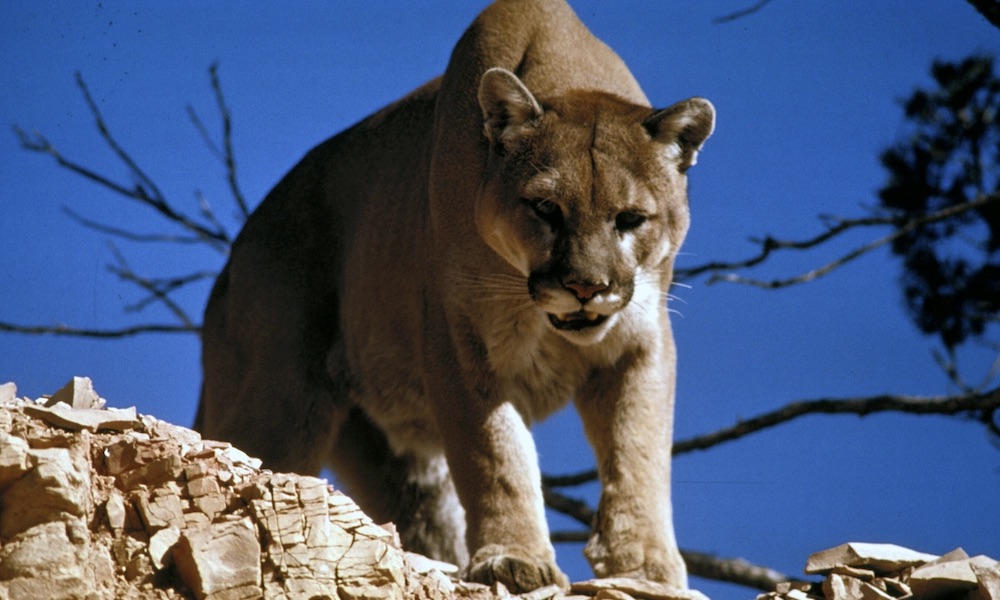 Rare Yellowstone cougar encounter caught on video