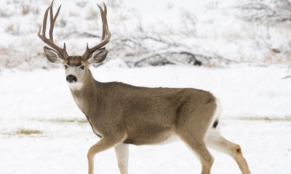 Search on for Oregon deer poacher who ‘fled the scene’