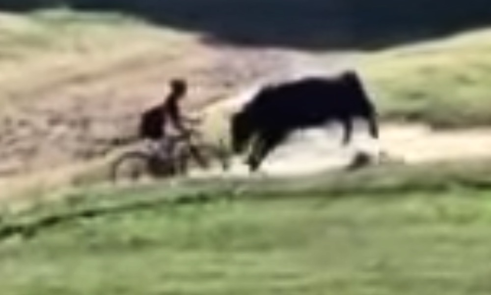 Watch: Bull violently attacks rider in off-road bike race