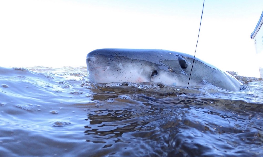 Angler jumps overboard to help land great white shark