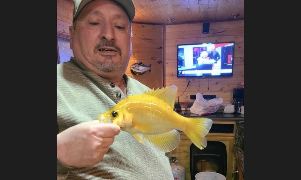 ‘Extremely rare’ golden crappie landed by ice fisherman