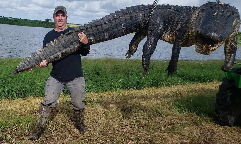 Hunter bags 905-pound, problem-causing alligator; lively debate ensues