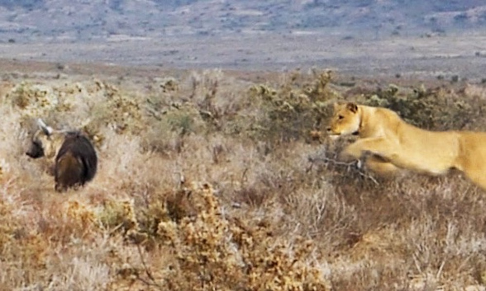 Watch: ‘Fantastic sighting’ of lion surprising hyena has unlikely outcome