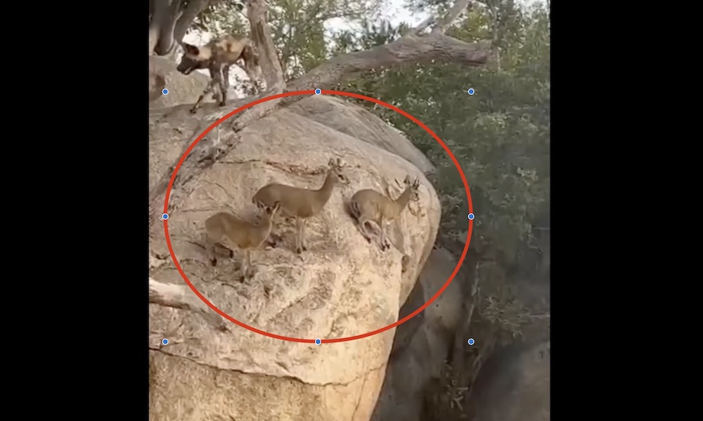 Watch: Tiny antelope evade predators in ‘a real cliffhanger’