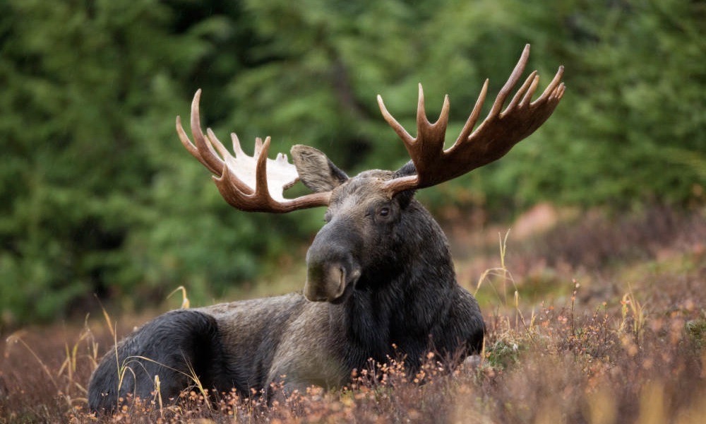 Trophy moose poacher receives lifetime hunting ban
