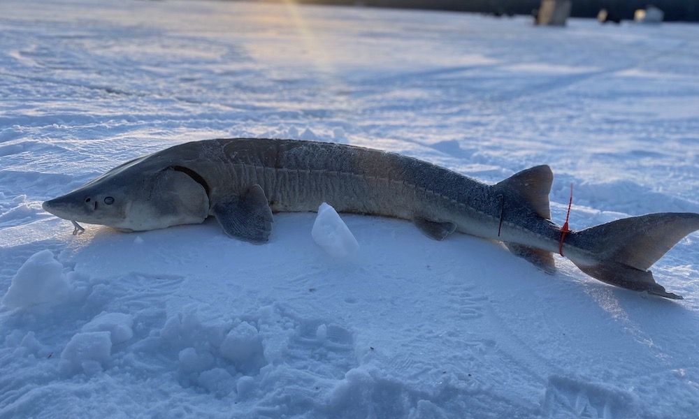 67-pound sturgeon top catch in ‘season’ that lasts only minutes