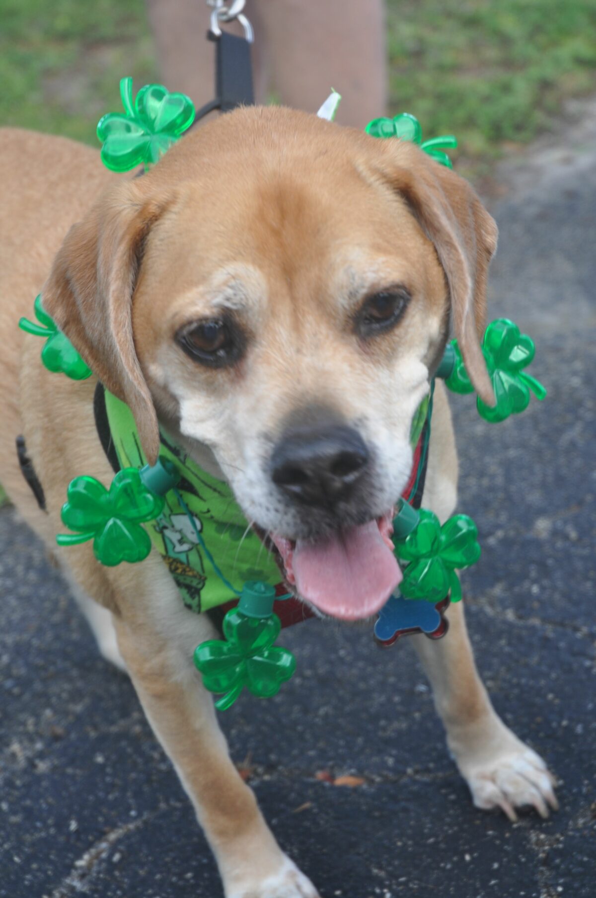 Dogs of St. Patrick’s Day 2022