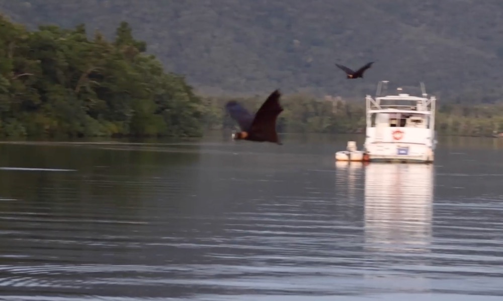 Crocodile leaps from river to catch flying bat with ‘unbelievable precision’