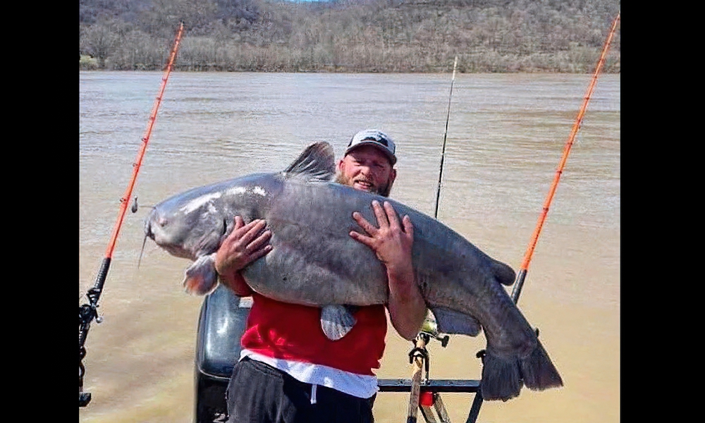 Anglers land 95-pound catfish to keep ‘amazing’ streak alive