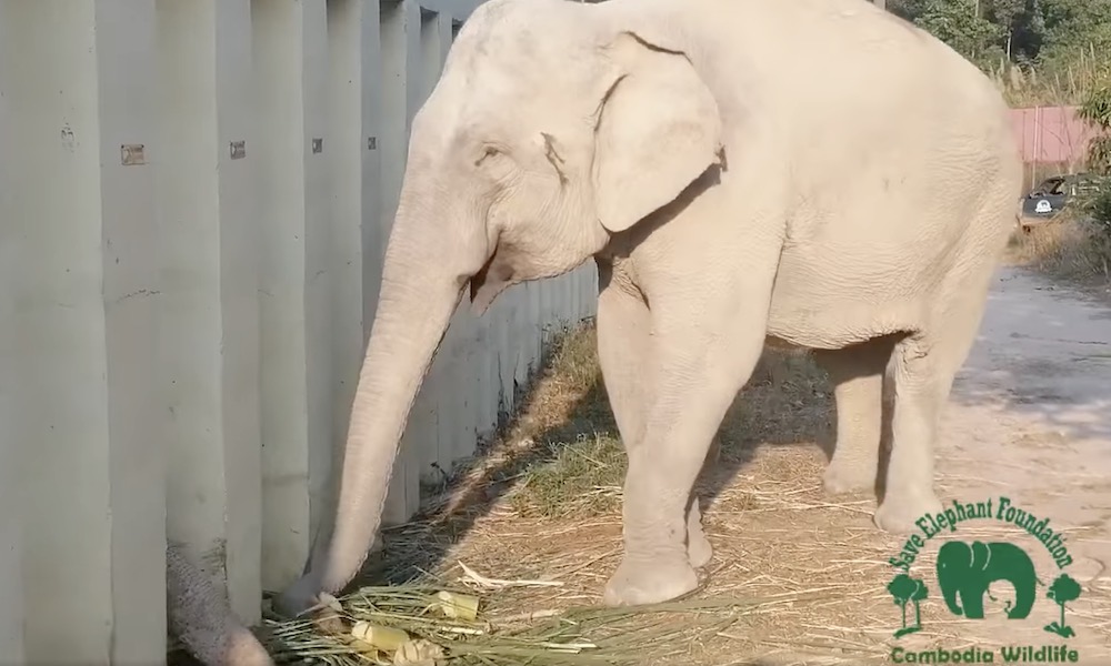 Watch: Elephant tries to hide food from approaching elephant