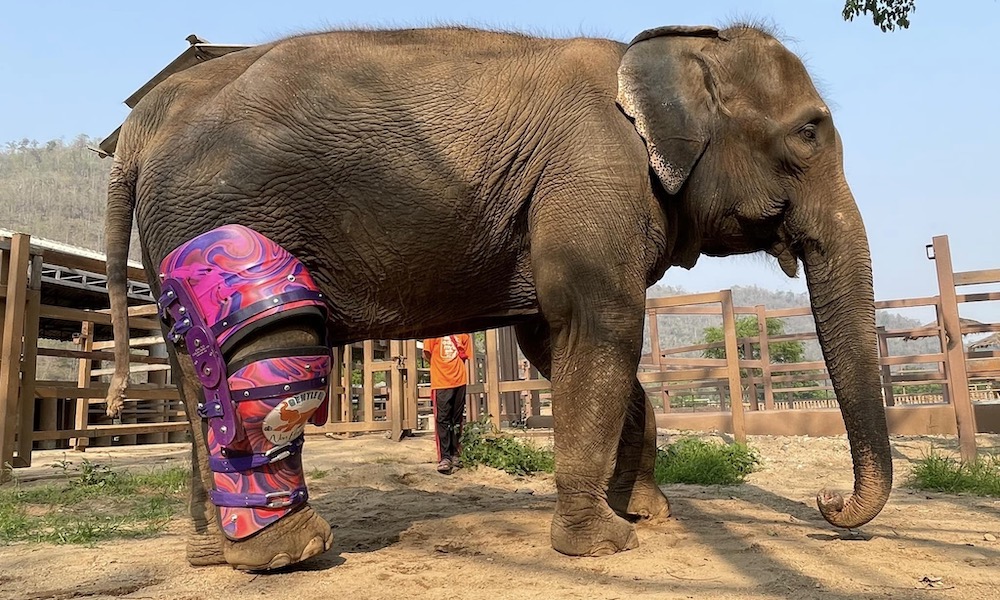 Injured elephant gets prosthetic brace, becomes ‘fashionista’