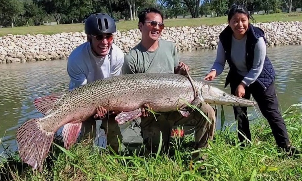 Angler lands huge alligator gar in Houston in ‘meaningful’ catch