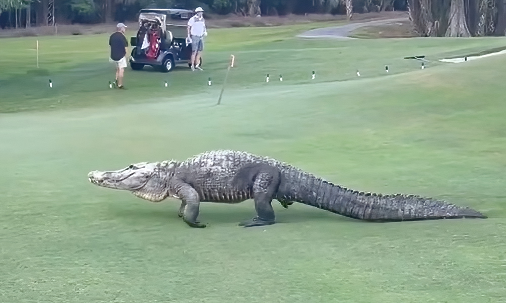 Golfers make way for massive gator in ‘Jurassic Park’ moment