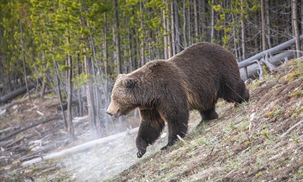 Yellowstone logs year’s first grizzly bear sighting, issues warning