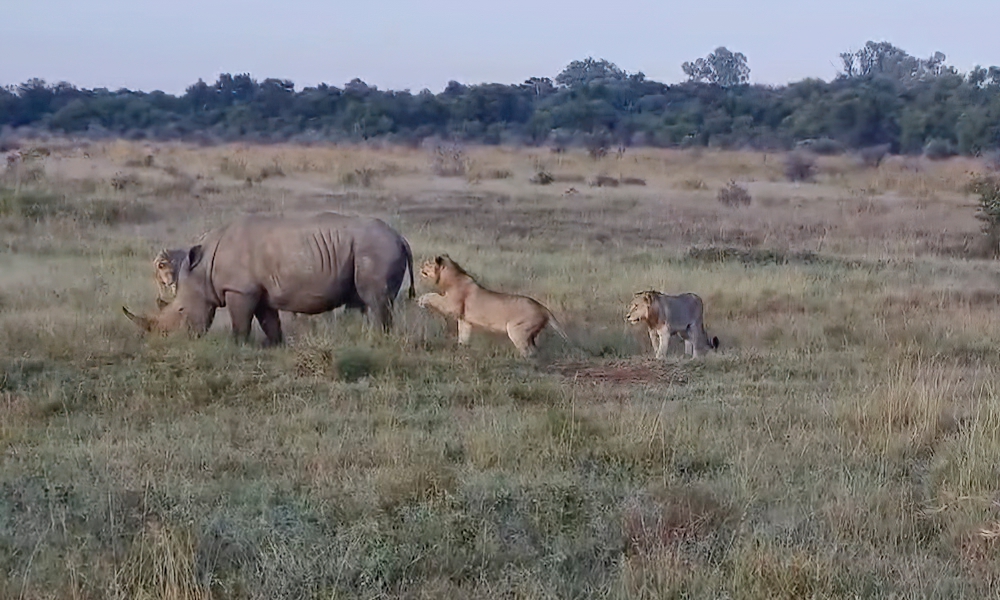 Watch: Brave lion swats massive rhino’s tail, as if on a dare