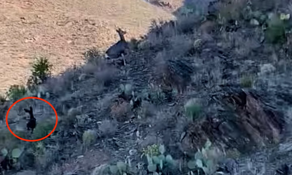 ‘Rarest of rare’ animal spotted in Texas desert