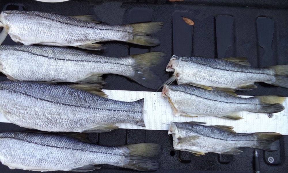 Poacher nabbed with illegal snook catch despite clever ploy