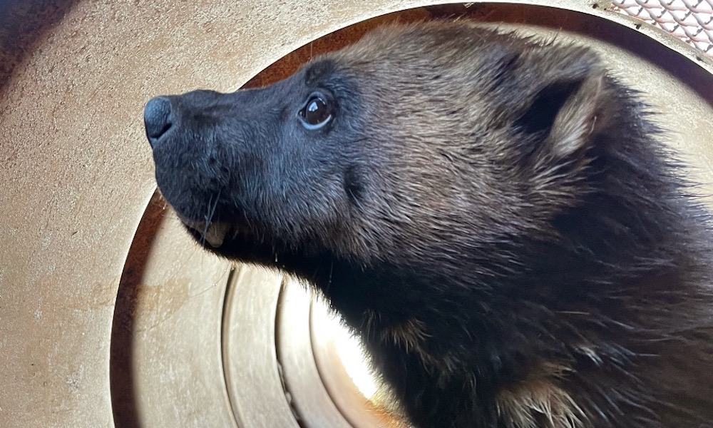 Officials hope first wolverine collared in Utah will help solve riddle