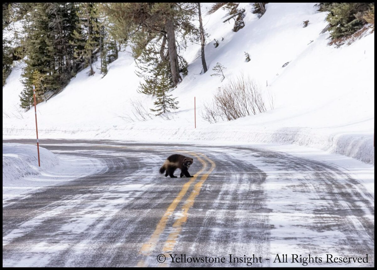 Yellowstone tourists encounter one of park’s rarest animals
