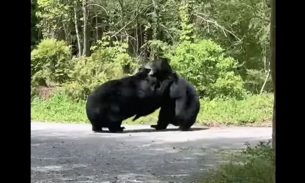 Watch: Enormous black bears brawl on Tennessee road