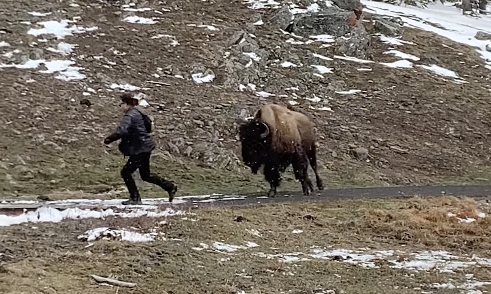 Watch: Yellowstone bison has no patience for law-breaking tourist