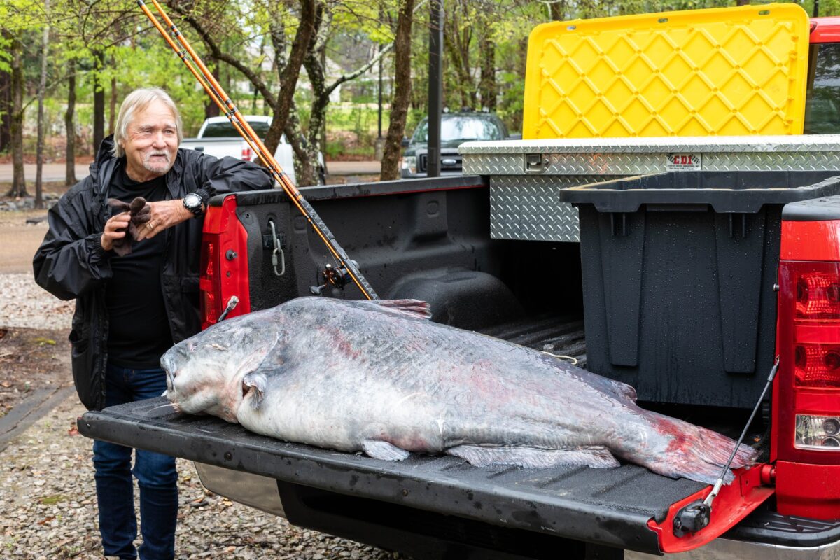 Record-shattering catfish caught on Mississippi River