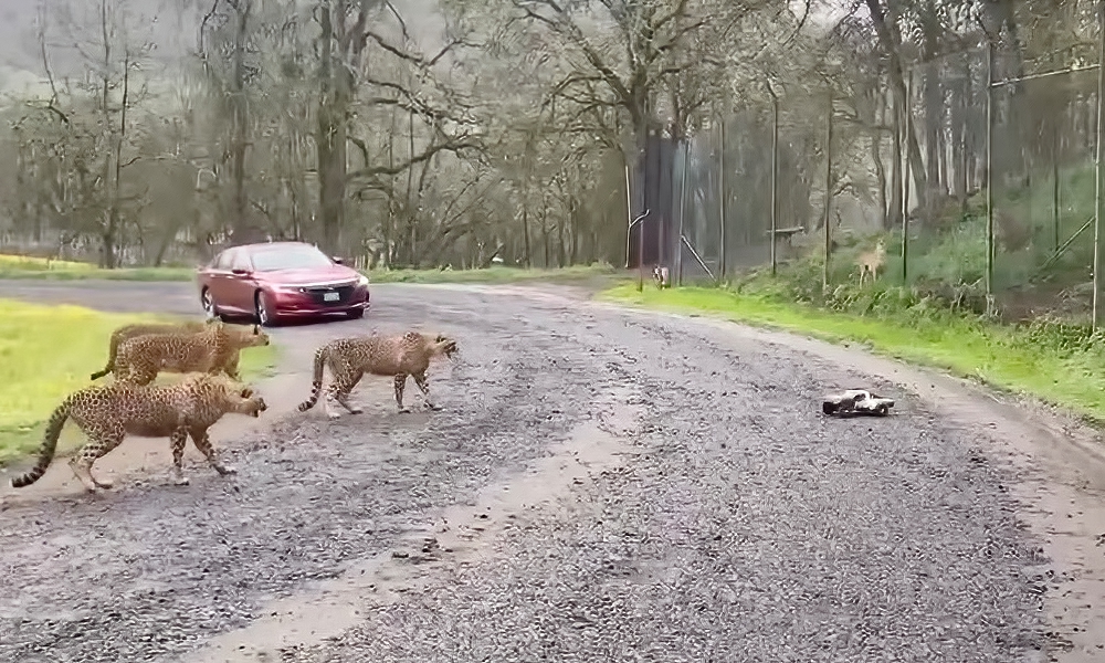 Watch: Cheetahs play cat-and-mouse with miniature race car