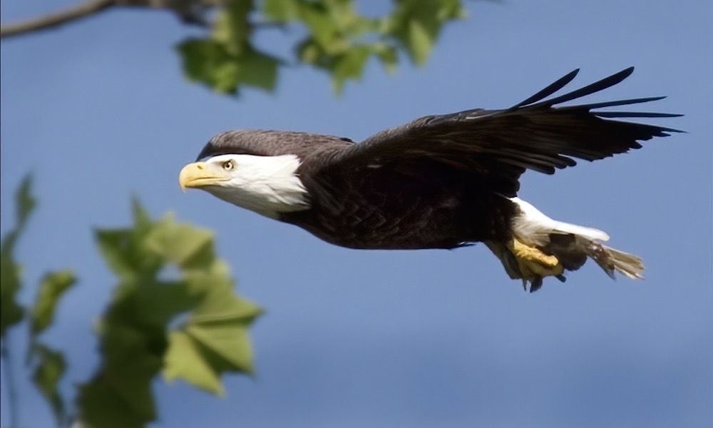 Bald eagle shot in Tennessee, prompting federal investigation