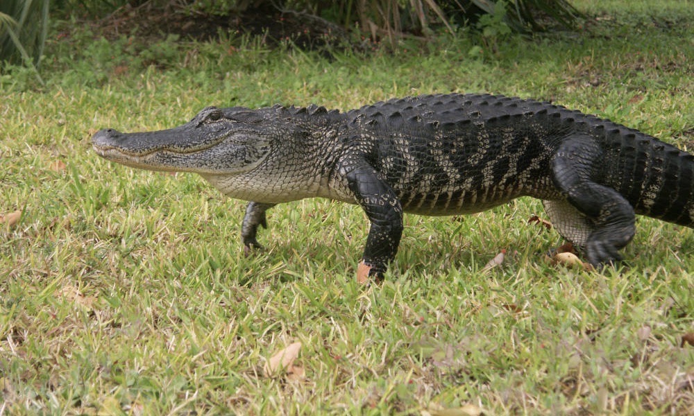 Four Texans cited for poaching alligator in Louisiana