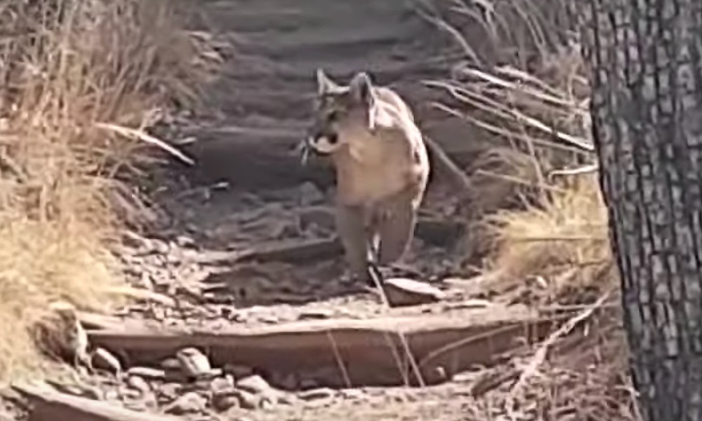 Watch: Mountain lion goes on the attack in front of hikers