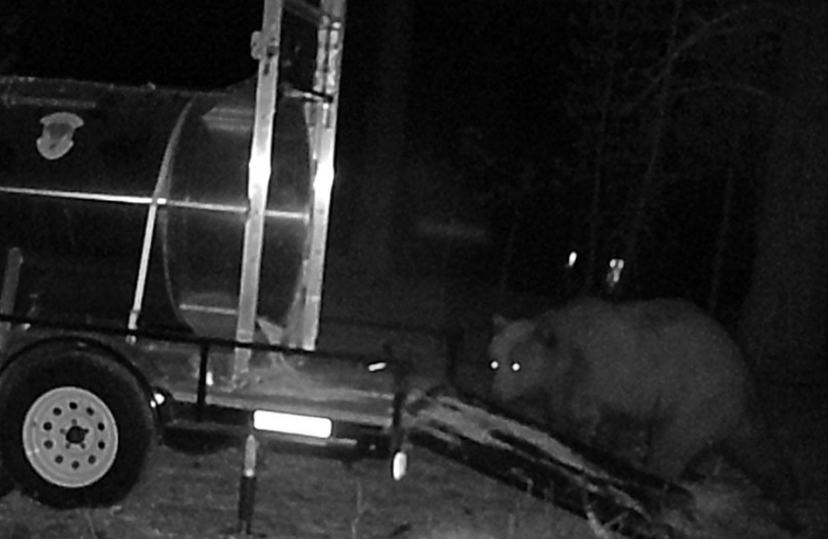 Idaho grizzly bear still loose after nighttime raids on livestock