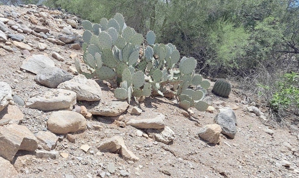 Can you spot the rattlesnake in this photo?