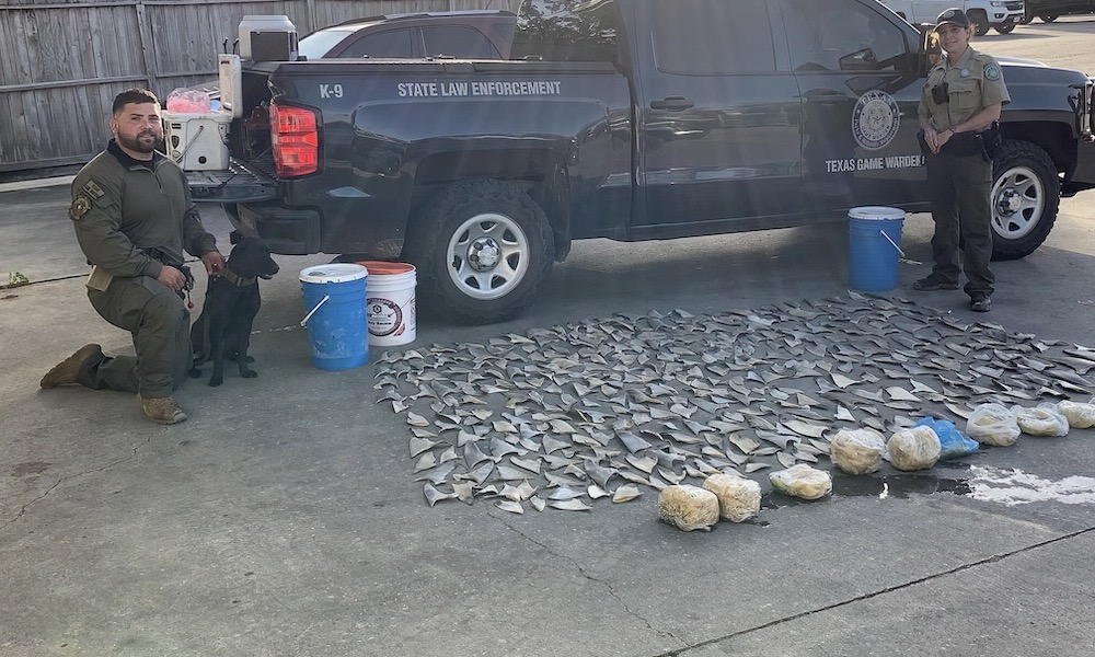 Hundreds of illegal shark fins seized at Texas restaurant