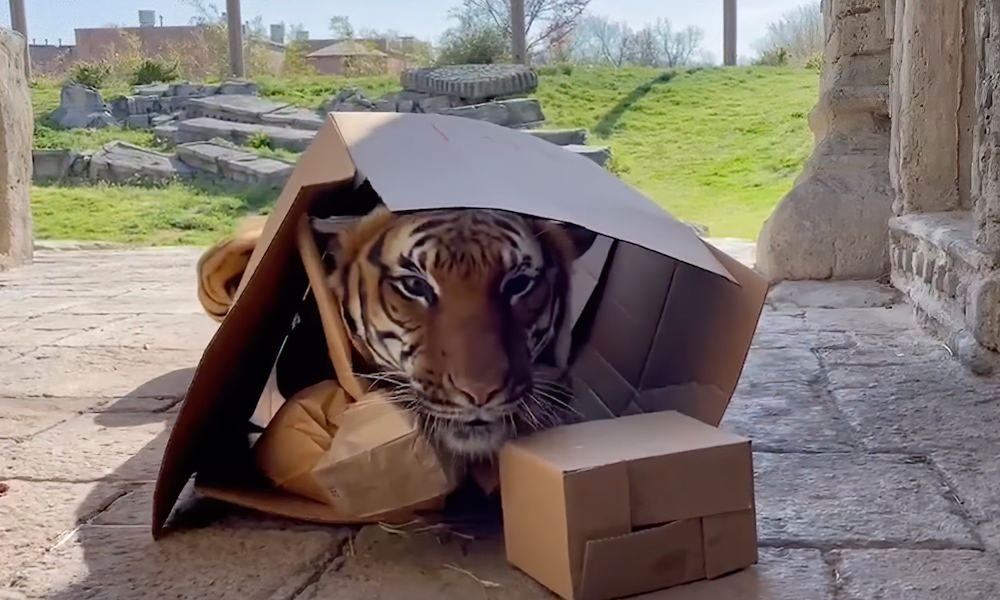 Watch: Tiger takes on giant cardboard box full of zoo treats