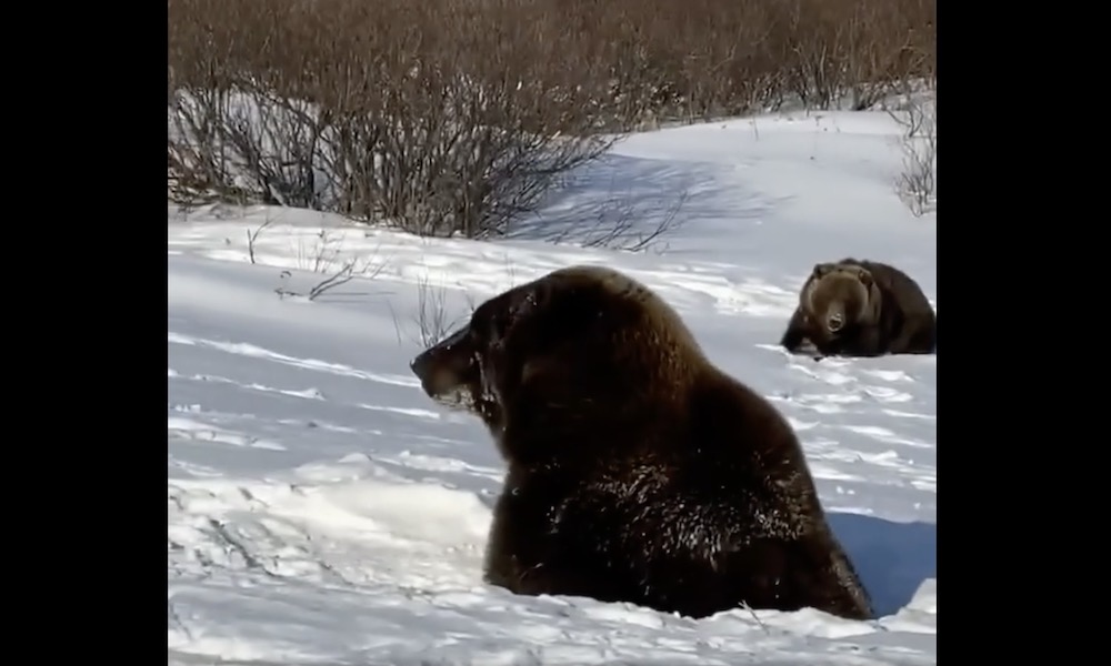 Watch: Bear vanishes in snow as if by magic