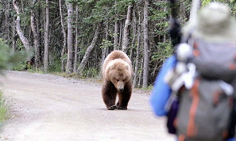 Cyclists shout at grizzly bear during encounter; right or wrong?