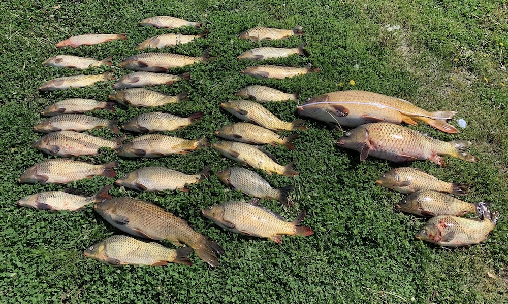 Anglers fined thousands for ‘over bagging’ on trophy carp river