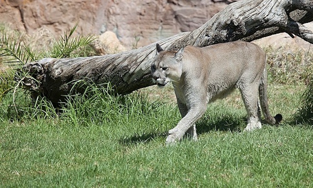 Woman, dog attacked by cougar along California highway