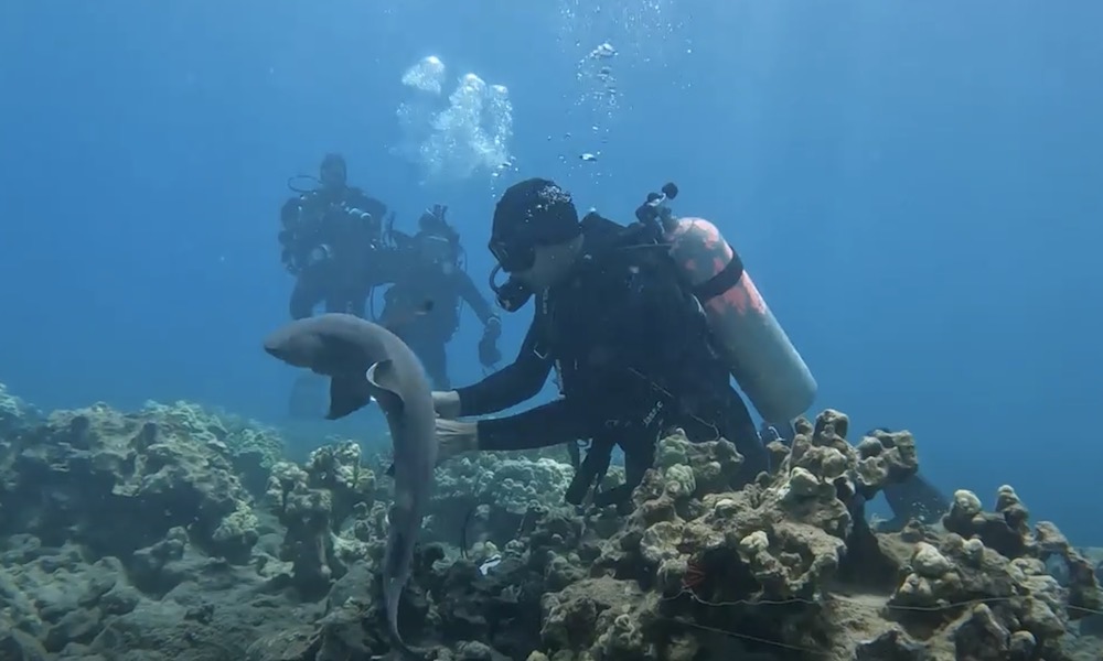Watch: Diver rescues shark trapped on reef by fishing gear