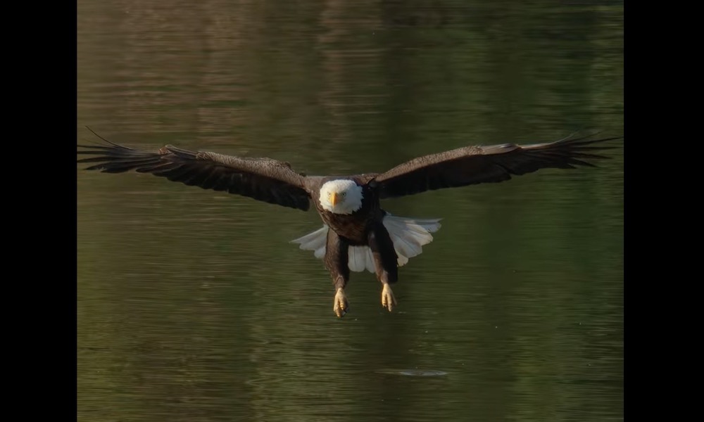 Nesting bald eagle swoops down for a bath in stunning footage