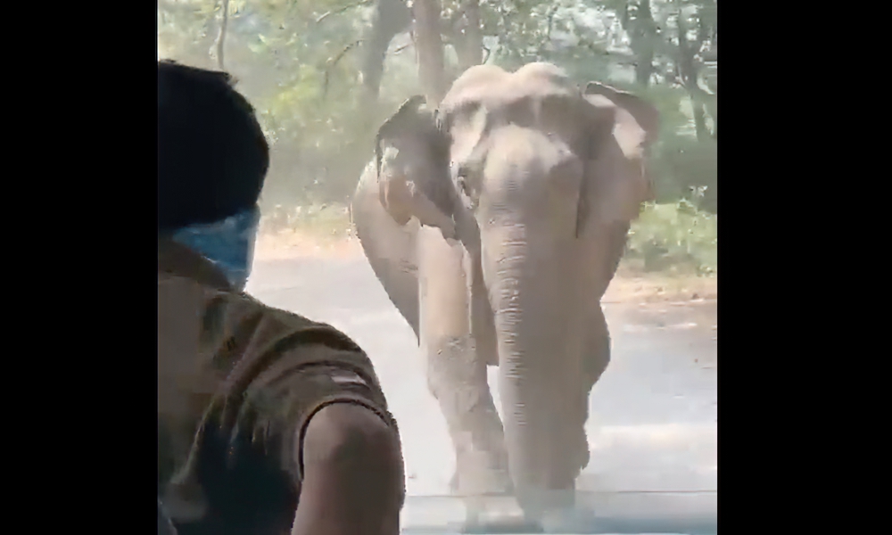 Watch: Elephant charges safari bus in harrowing close encounter