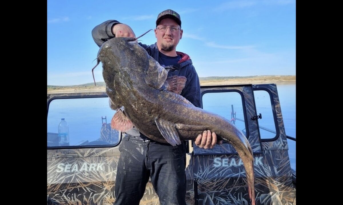 Angler lands ‘gigantic’ flathead catfish, shatters 16-year-old record