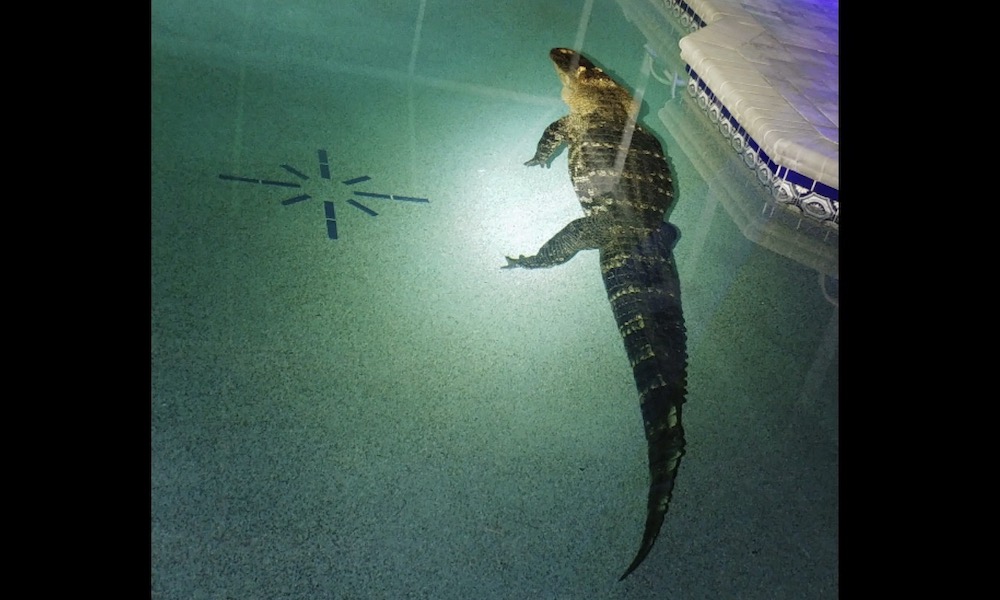 Deputies wrestle 11-foot alligator from Florida swimming pool