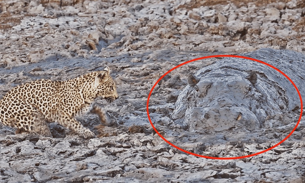 Watch: Leopard shocked by camouflaged hippo in its fishing hole