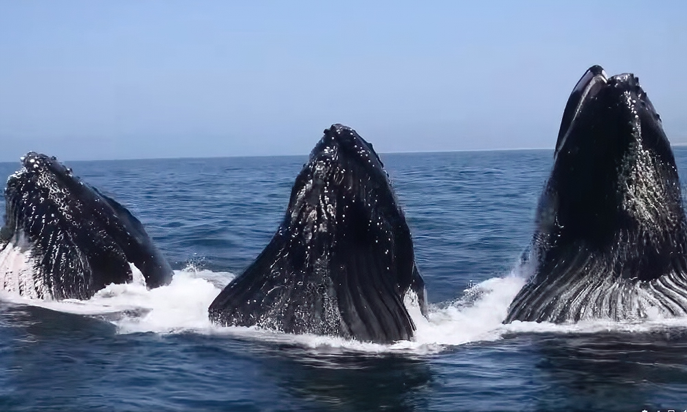 Synchronized feeding? Whales wow tourists with stunning display
